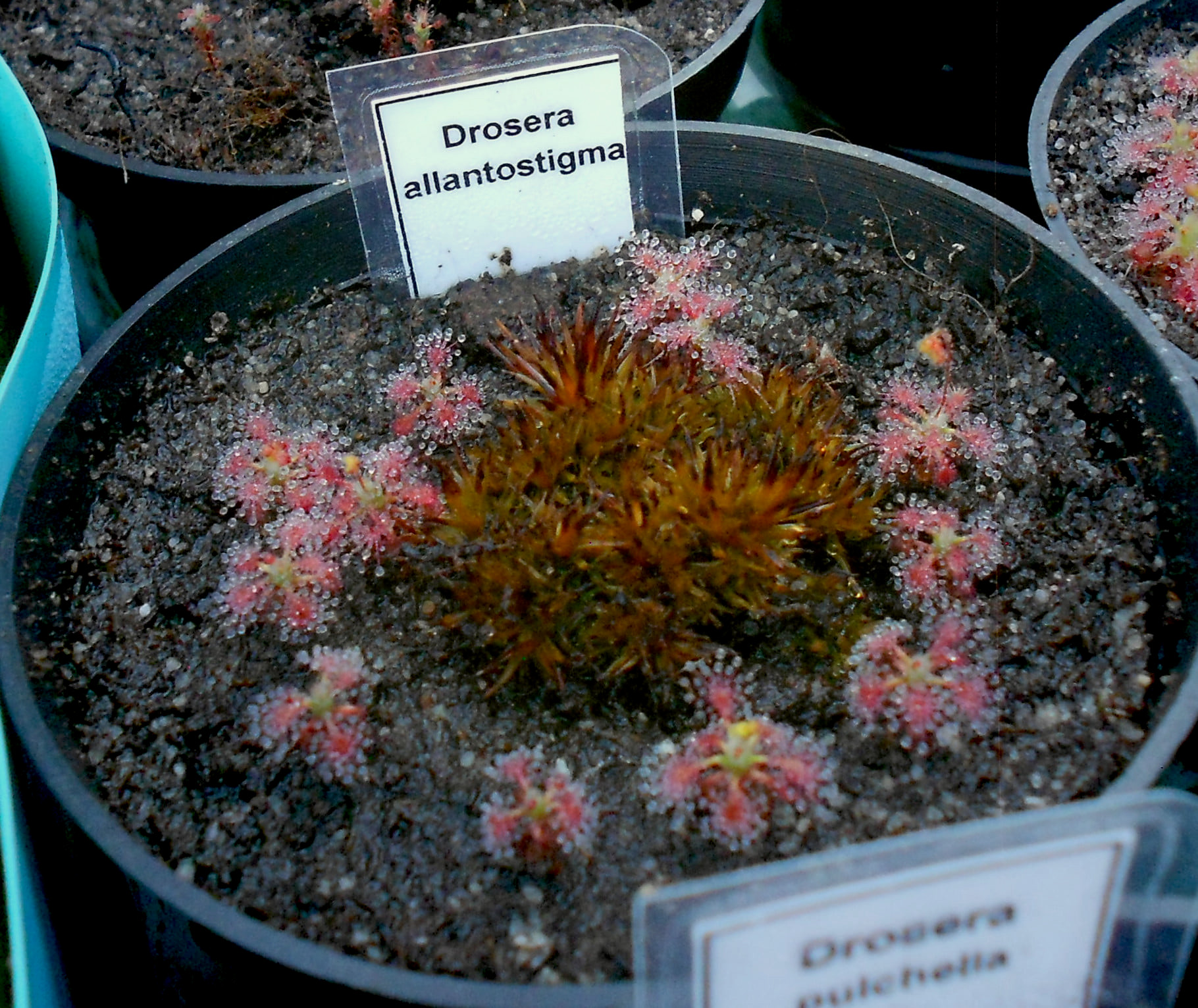 Drosera allantostigma