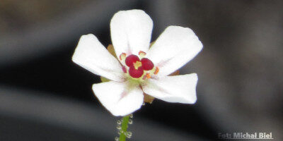 Drosera allantostigma