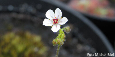 Drosera allantostigma