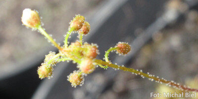 Drosera allantostigma