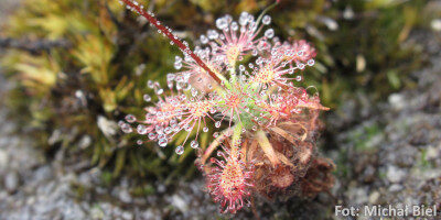 Drosera allantostigma