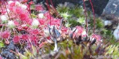 Drosera australis (pink flower, red veins)