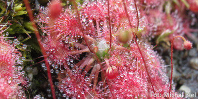 Drosera x Badgerupii