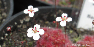 Drosera x Badgerupii