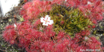 Drosera x Badgerupii