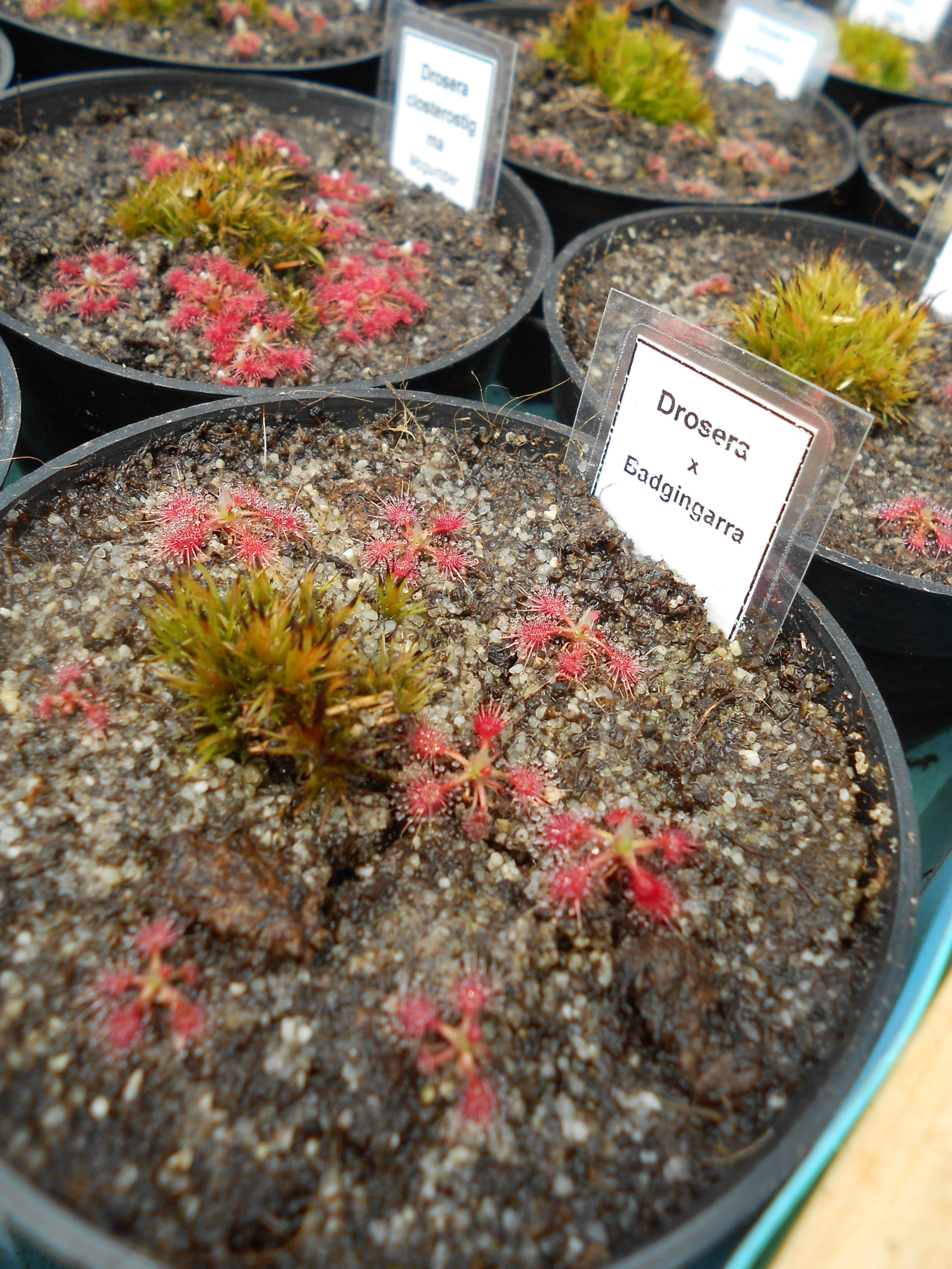 Drosera x Badgingarra
