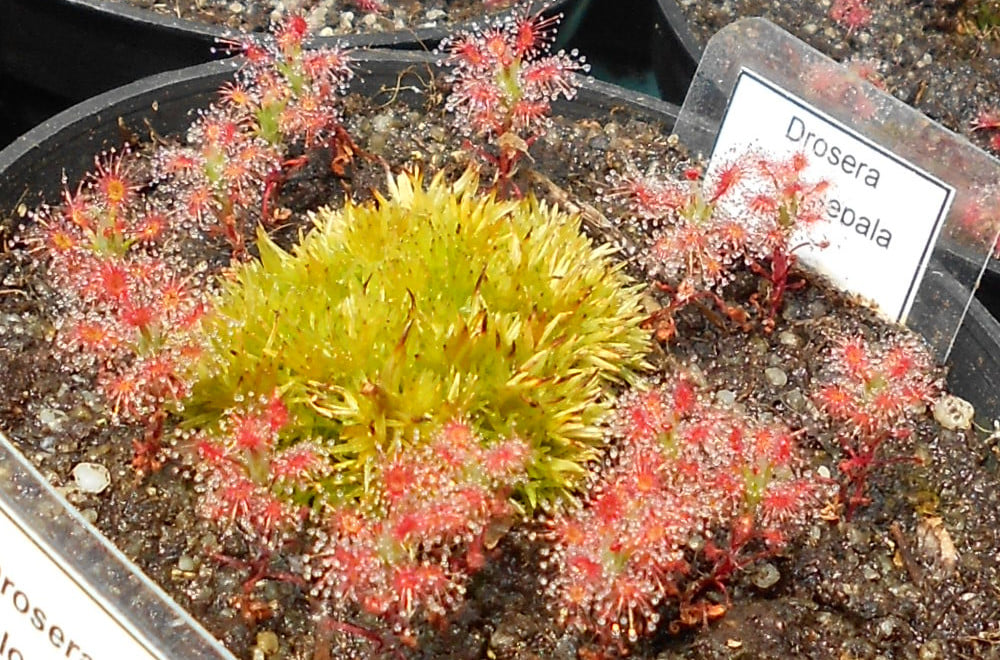 Drosera dichrosepala