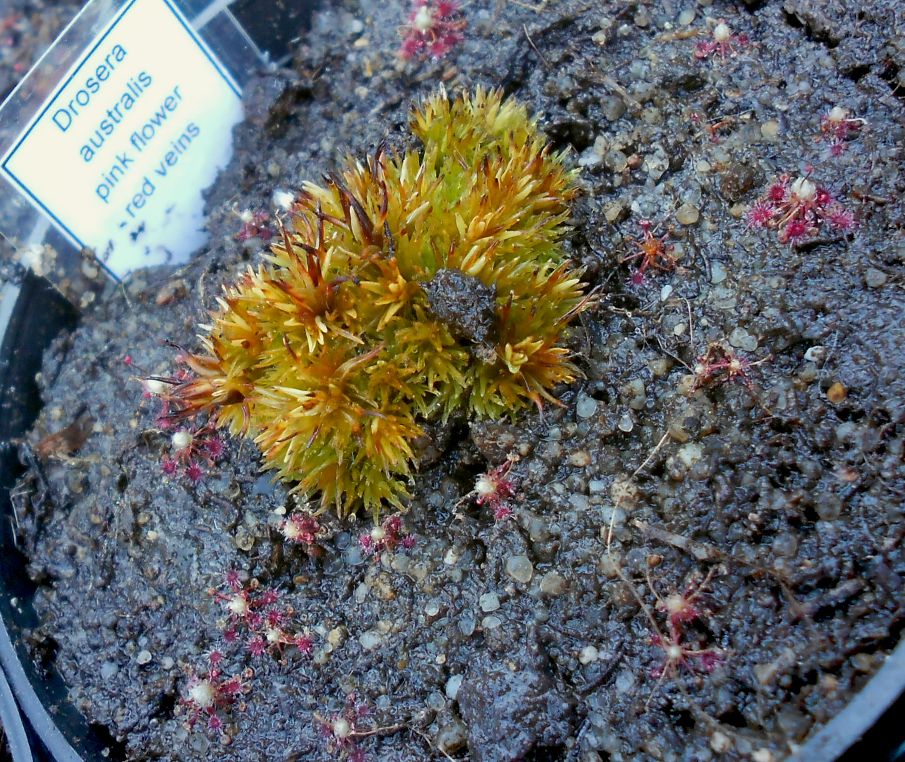 Drosera australis (pink flower, red veins)