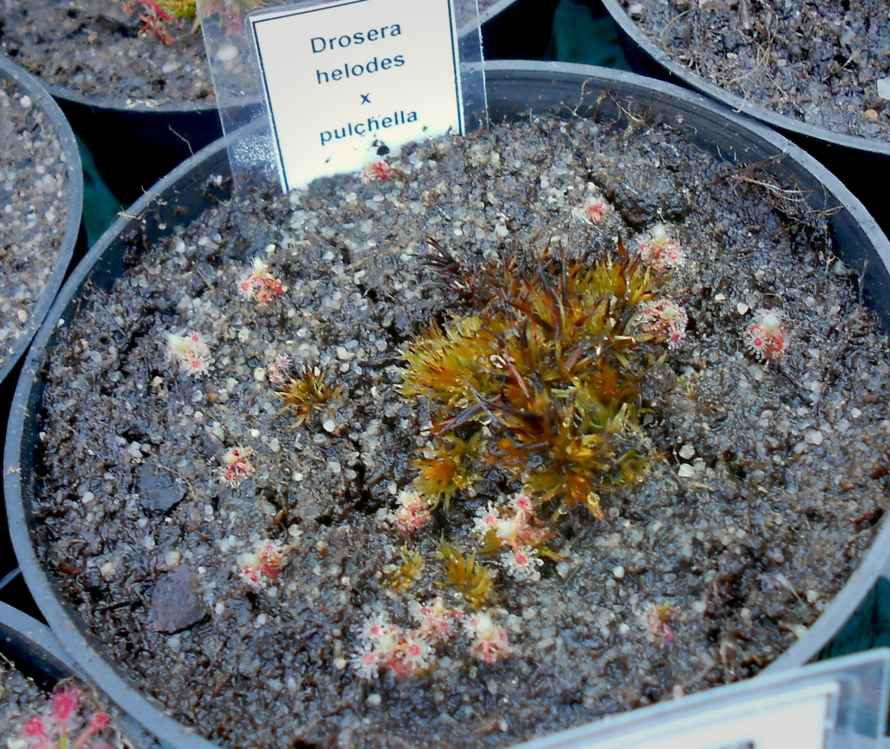 Drosera helodes x pulchella