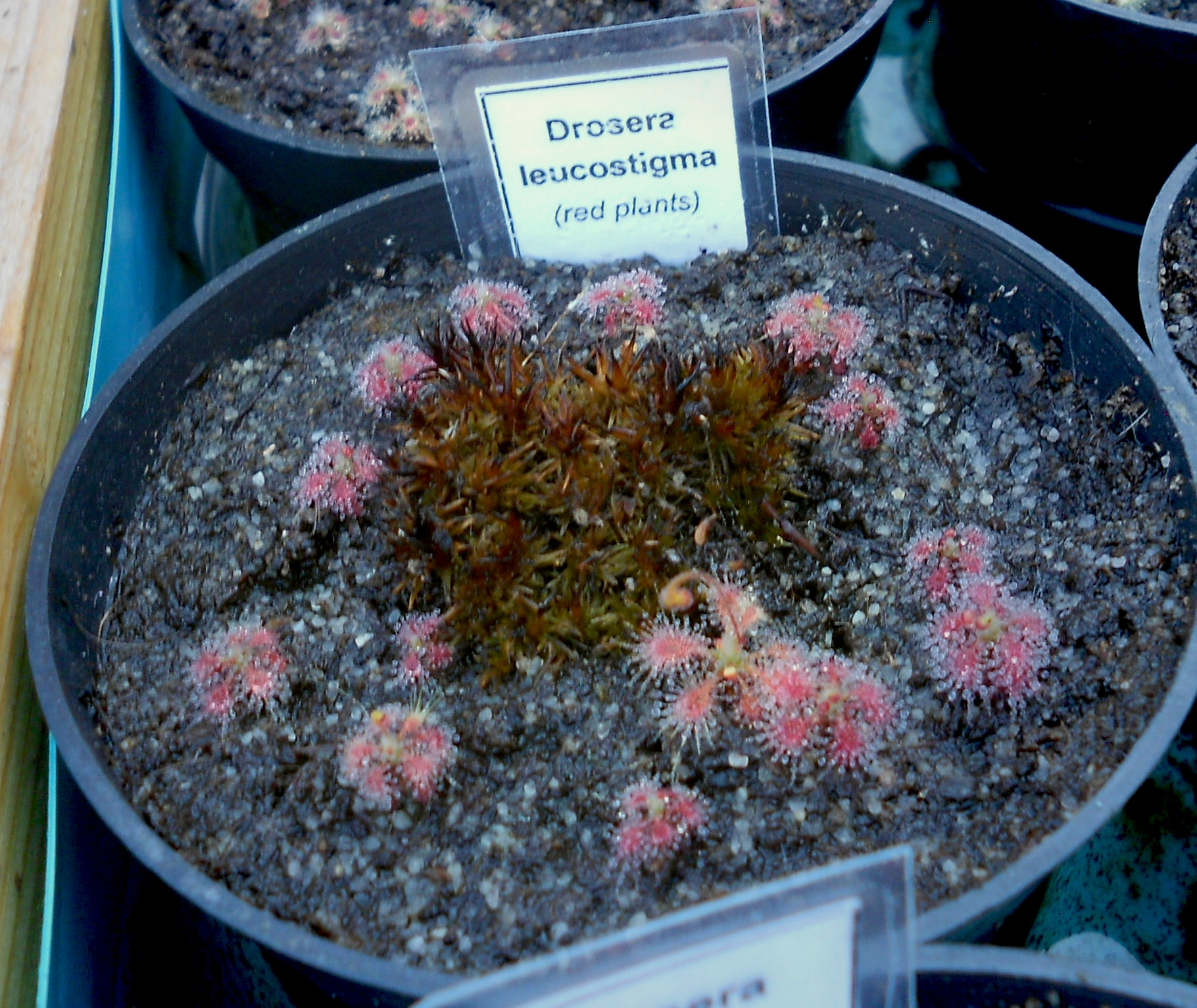Drosera leucostigma (red plants)