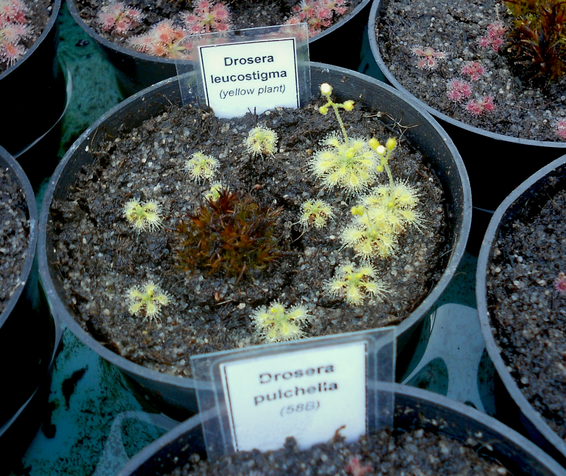 Drosera leucostigma (yellow plant)