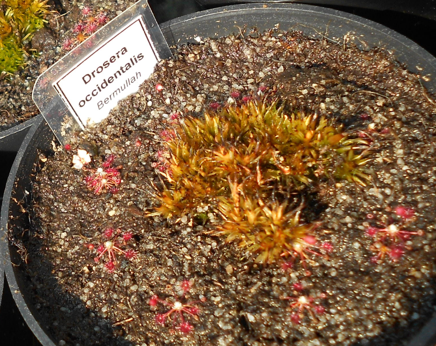 Drosera occidentalis {Bermullah}
