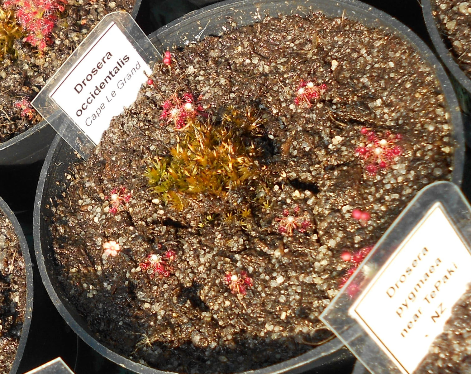 Drosera occidentalis {Cape Le Grande}