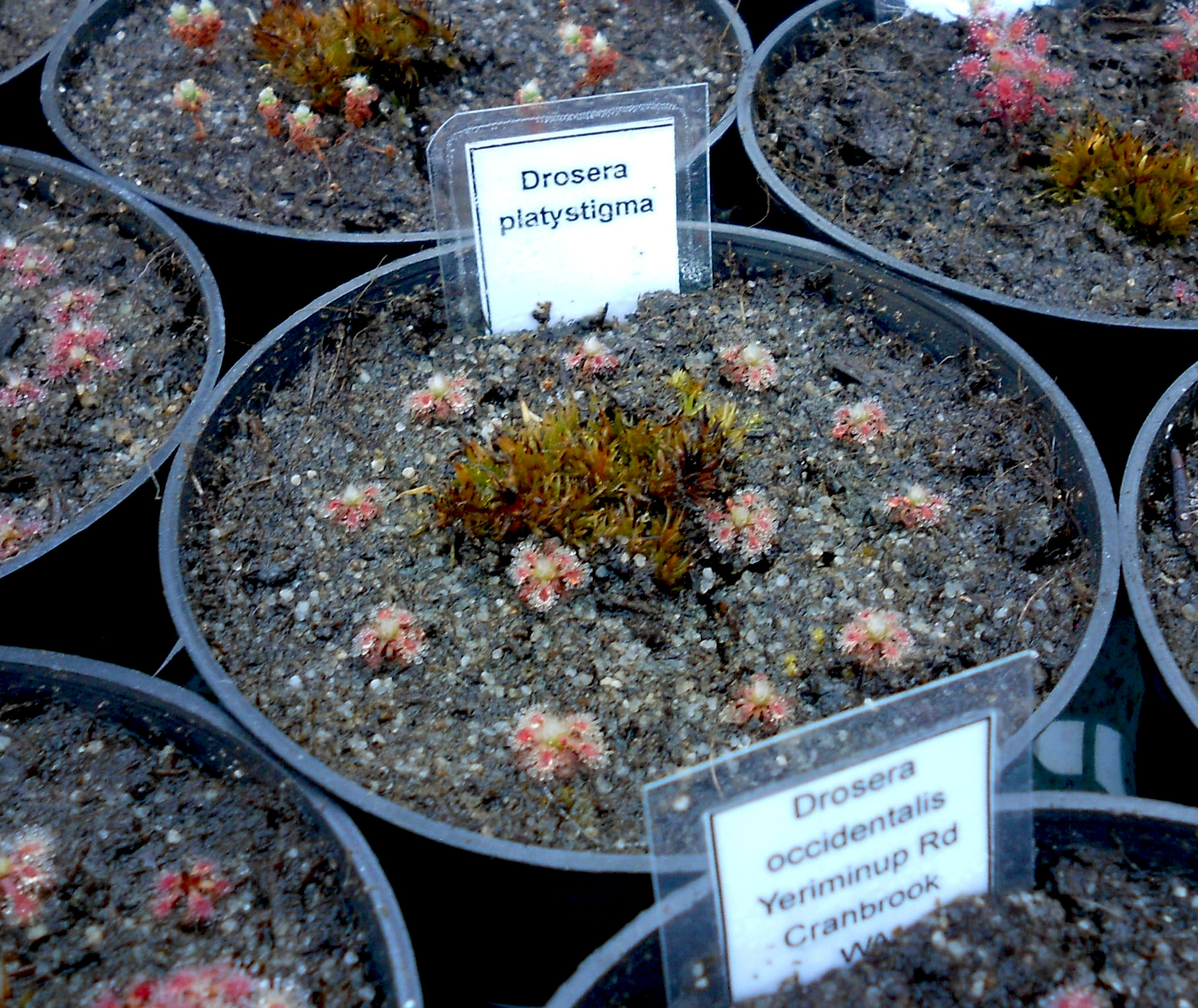 Drosera platystigma