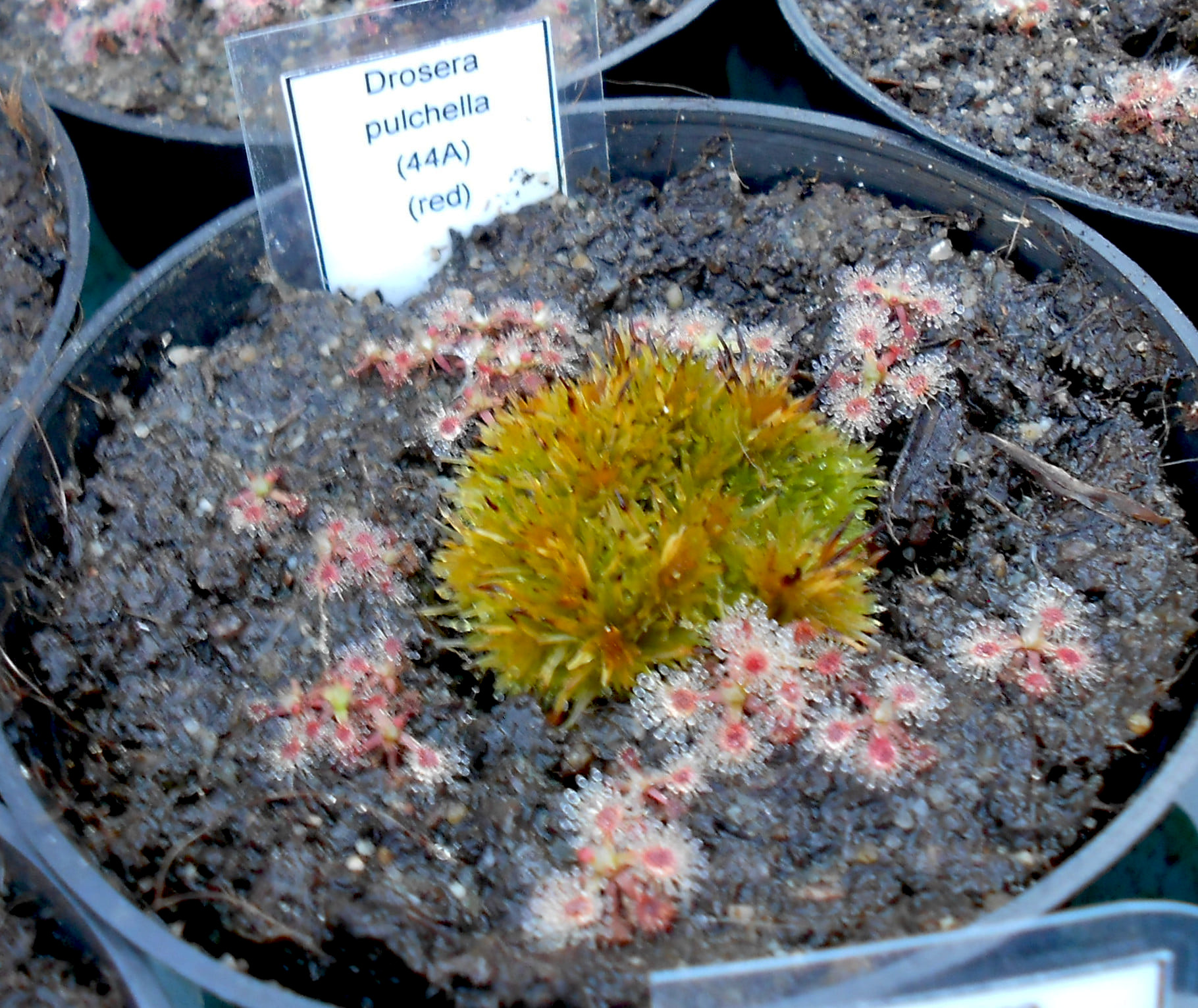 Drosera pulchella (44A)