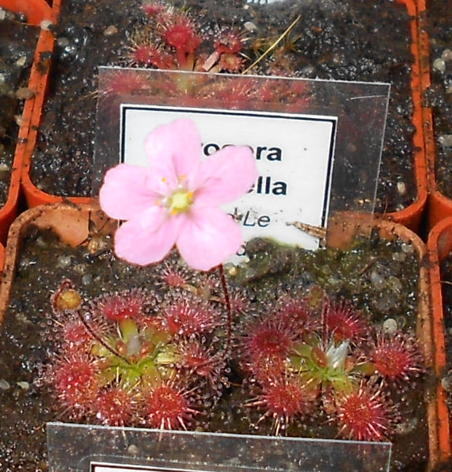Drosera pulchella {Cape Le Grande}