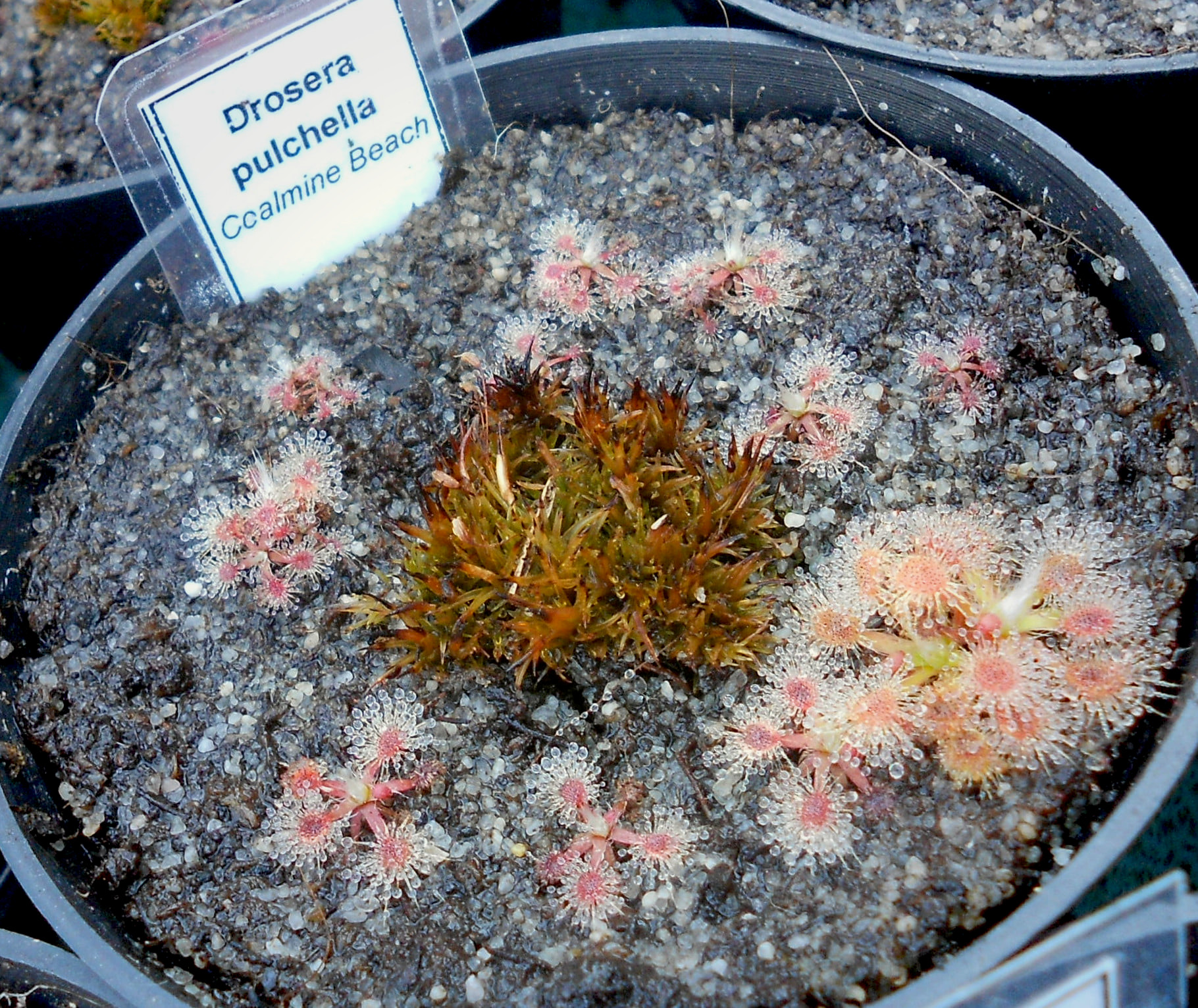 Drosera pulchella {Coalmine Beach}
