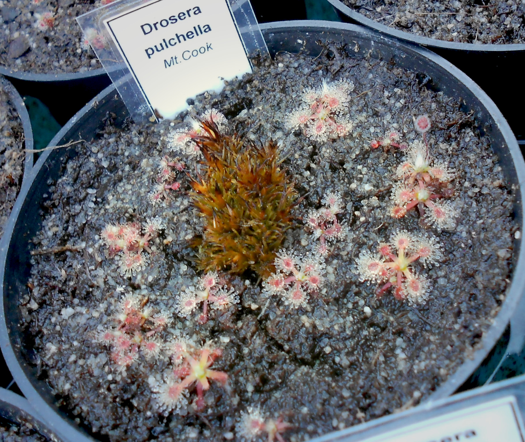 Drosera pulchella {Mount Cooke}
