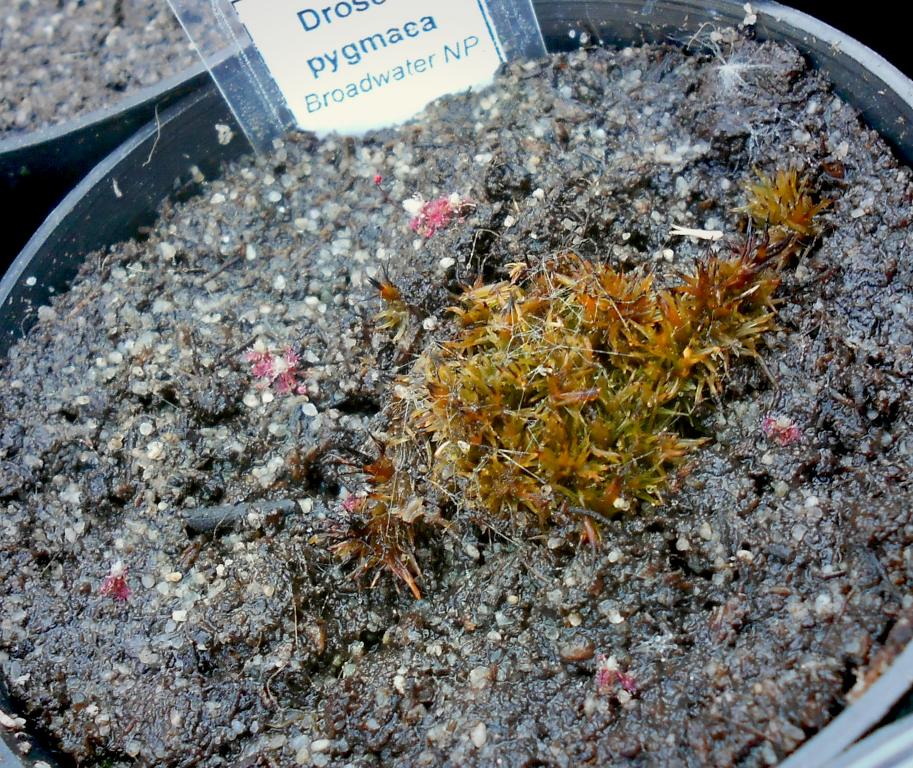 Drosera pygmaea {Broadwater NP}