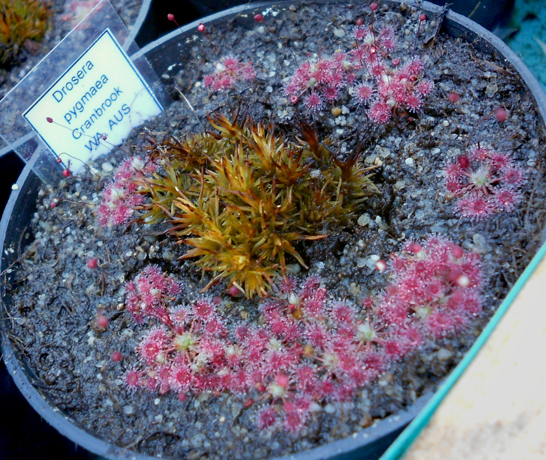 Drosera pygmaea {Cranbrook}