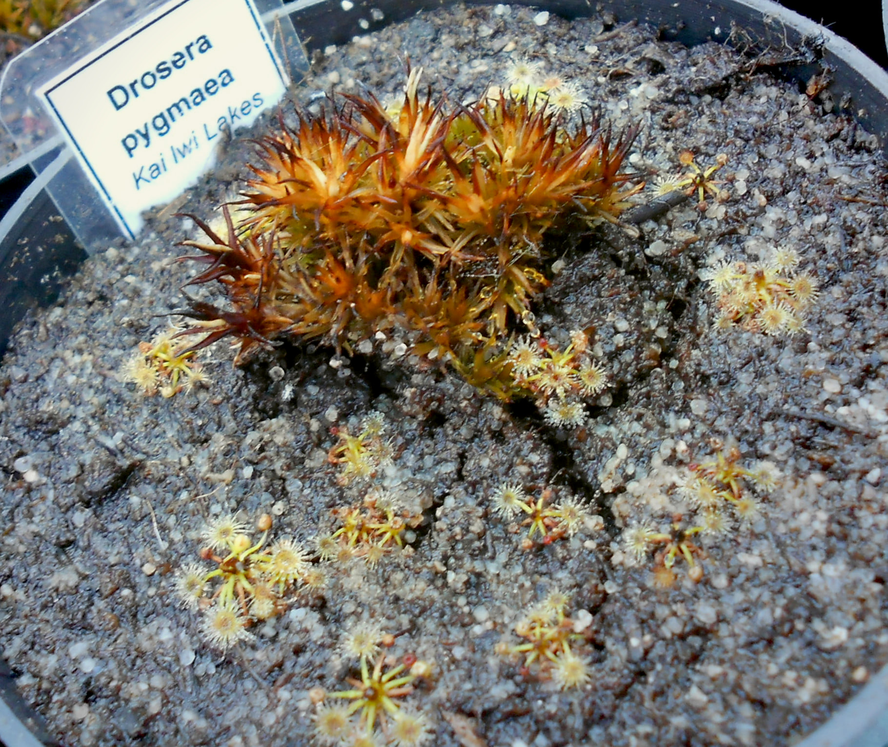 Drosera pygmaea {Kai Iwi Lakes}