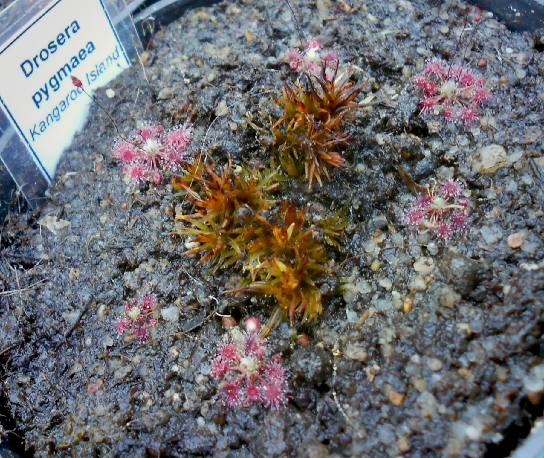 Drosera pygmaea {Kangaroo Island}