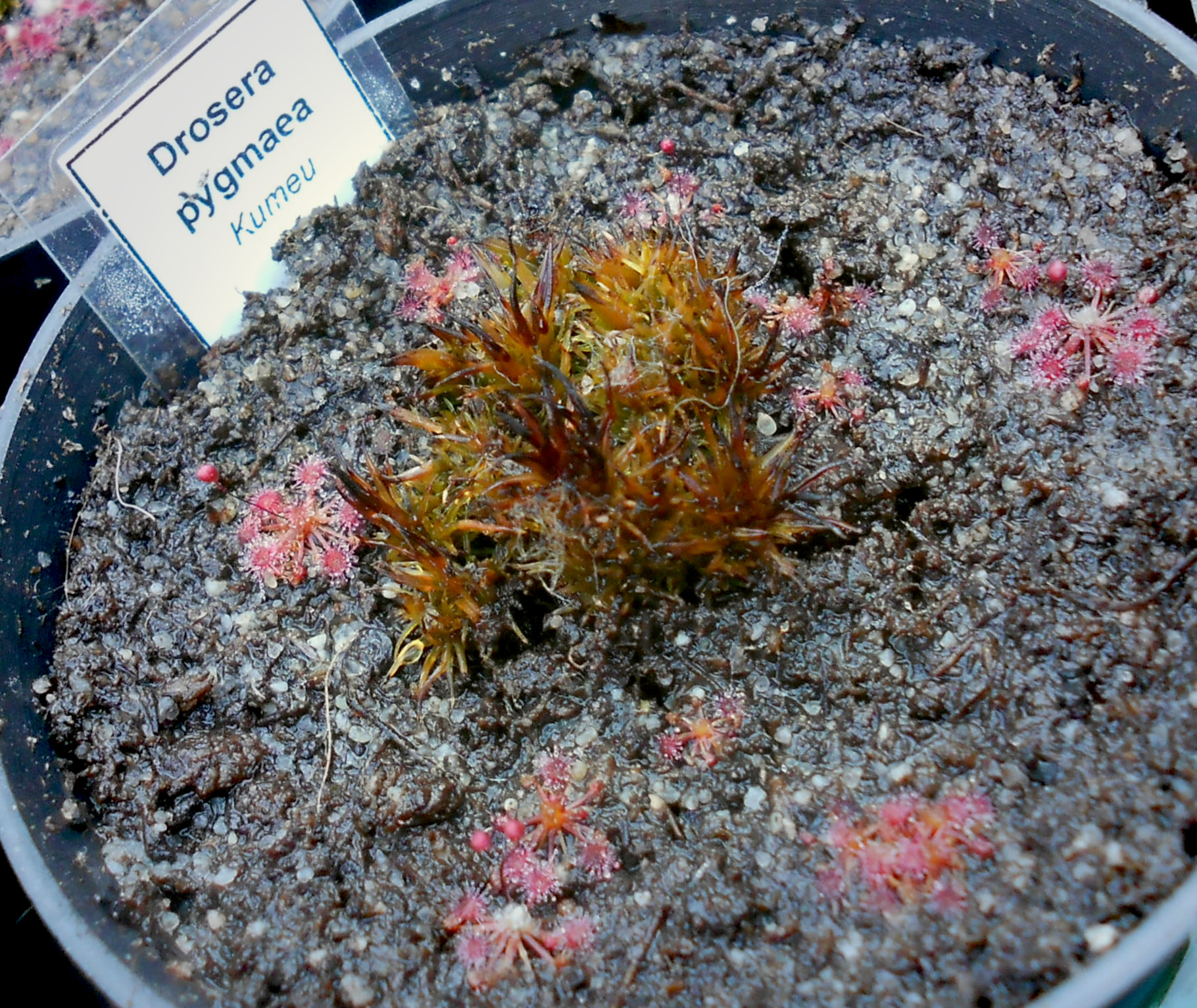 Drosera pygmaea {Kumeu}