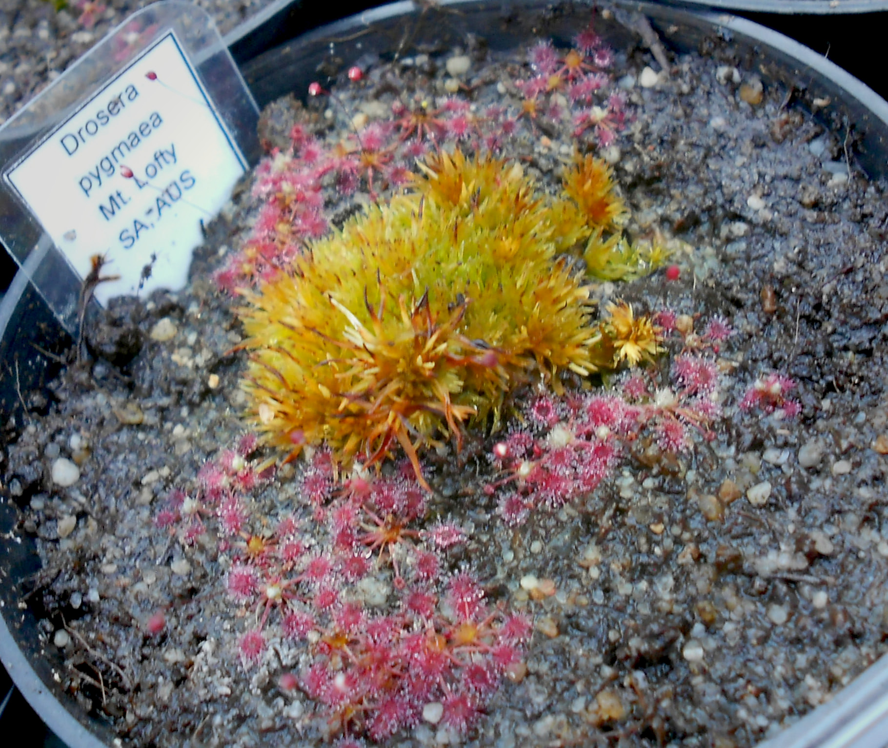 Drosera pygmaea {Mount Lofty}