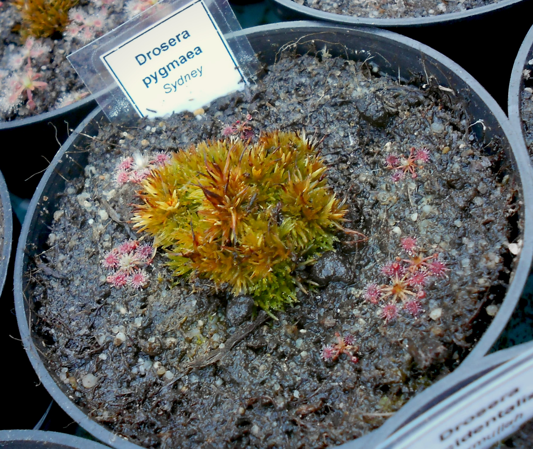 Drosera pygmaea {Sydney}