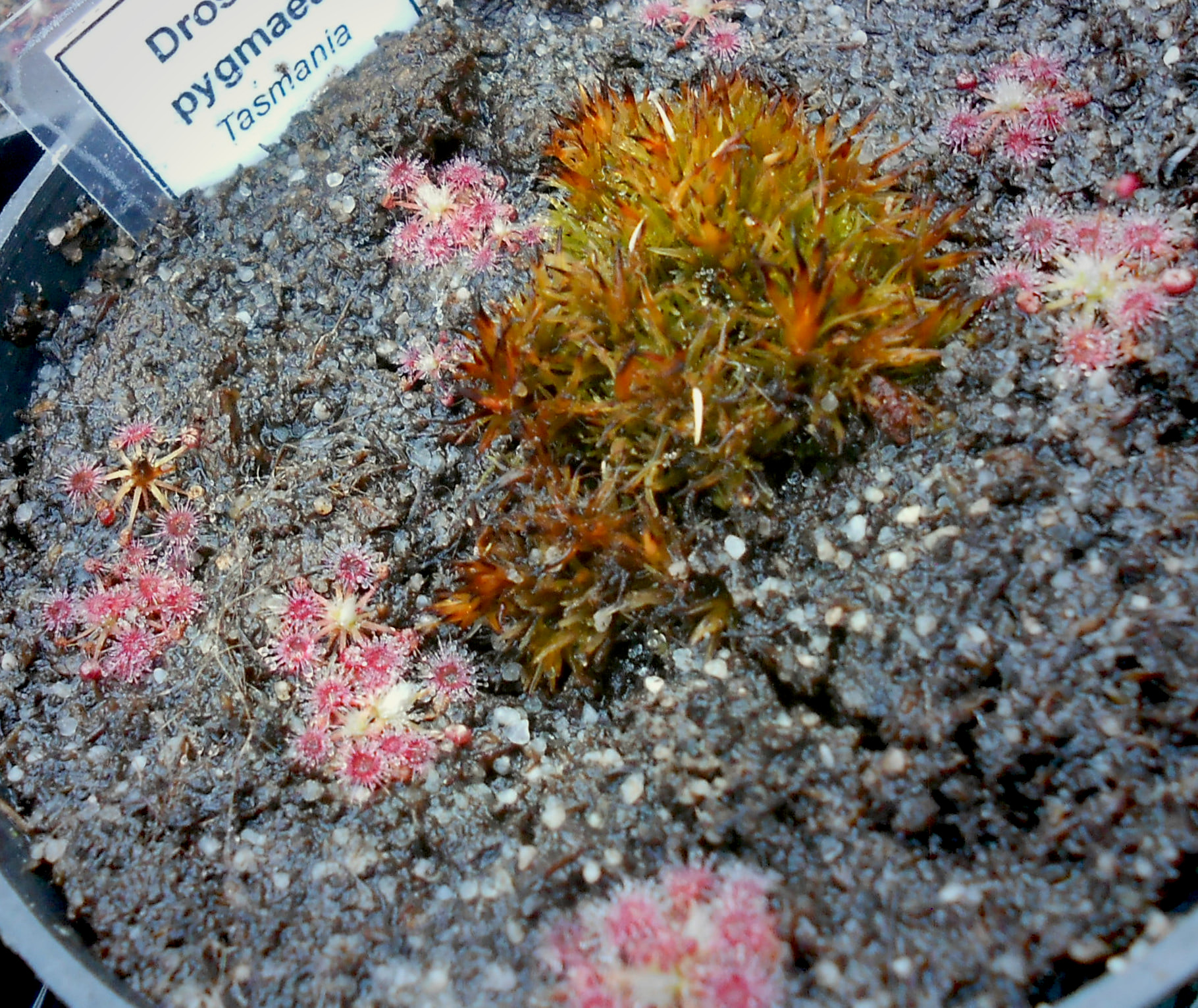 Drosera pygmaea {Tasmania}