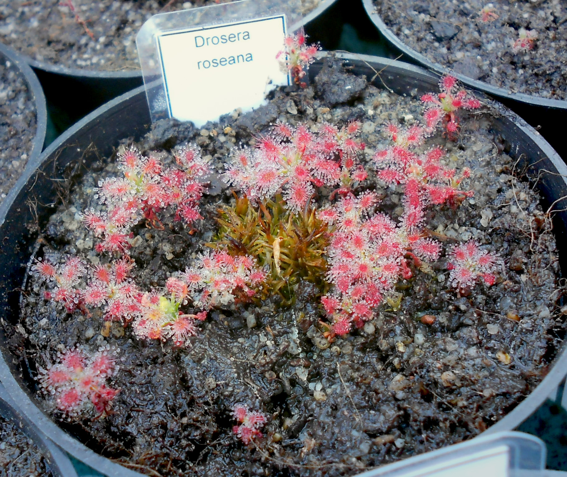 Drosera roseana