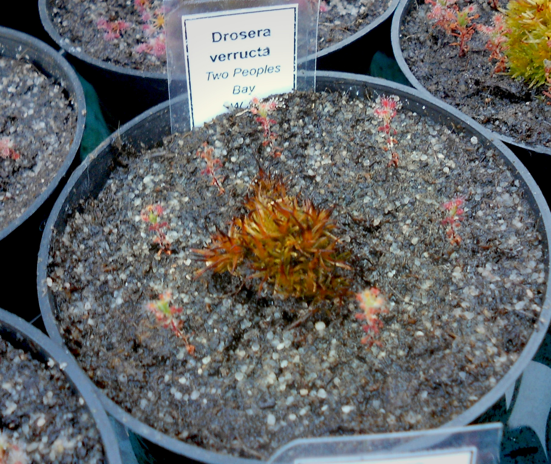 Drosera verructa {Two Peoples Bay}
