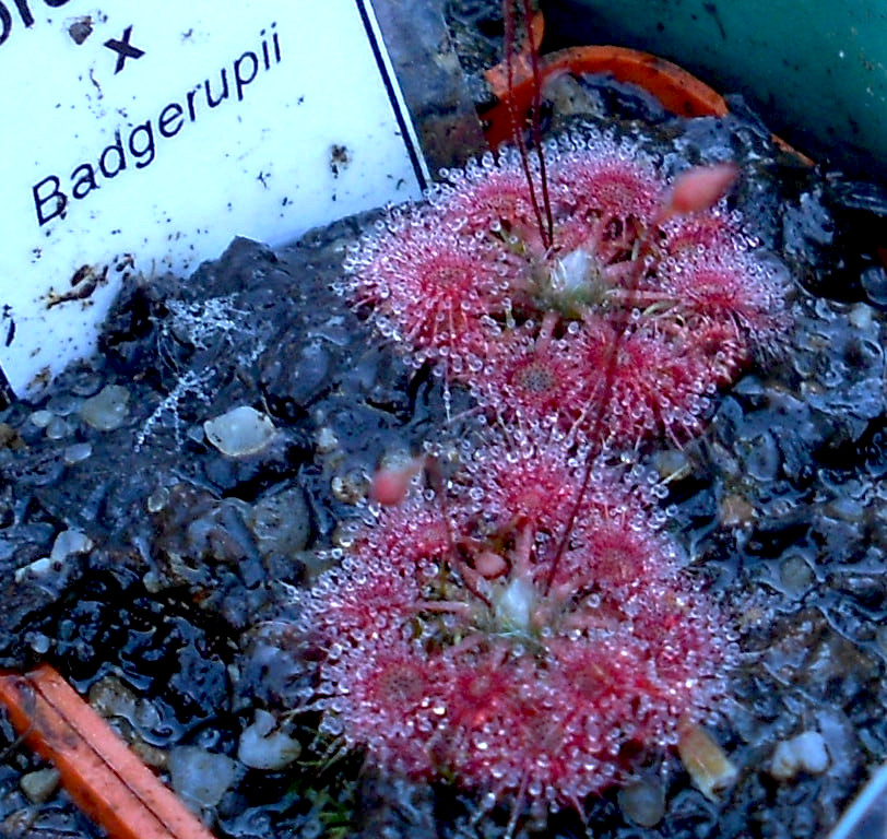 Drosera x Badgerupii
