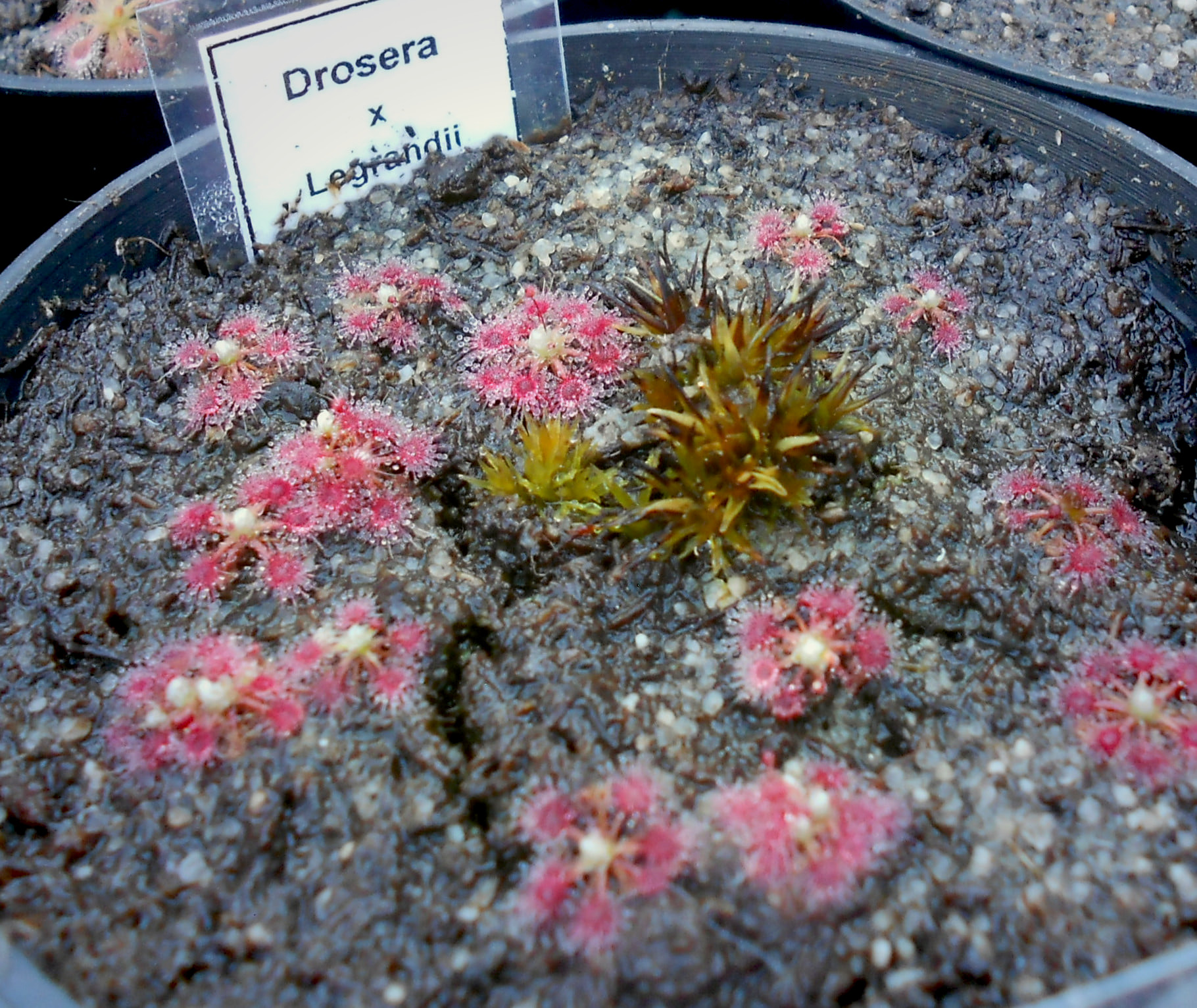 Drosera x Legrandii