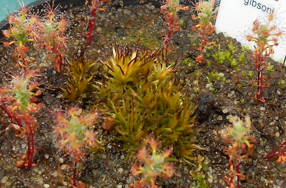 Drosera gibsoni