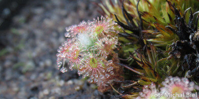 Drosera lasiantha x callistos
