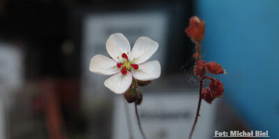 Drosera x Legrandii