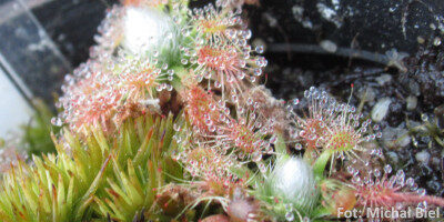 Drosera mannii