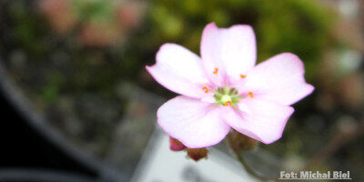 Drosera mannii