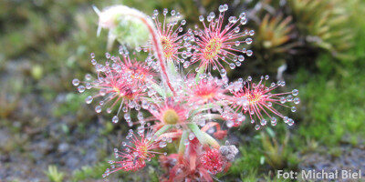 Drosera micrantha