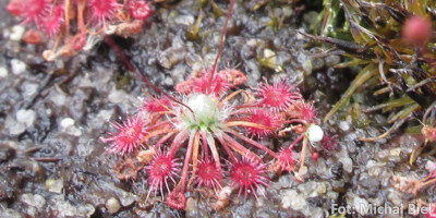 Drosera occidentalis {Bermullah}