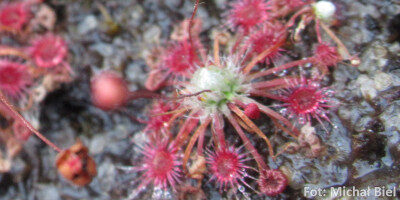 Drosera occidentalis {Bermullah}