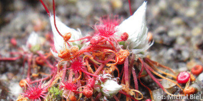 Drosera occidentalis {Mount Cooke}