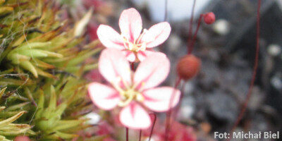 Drosera occidentalis {Warriup}
