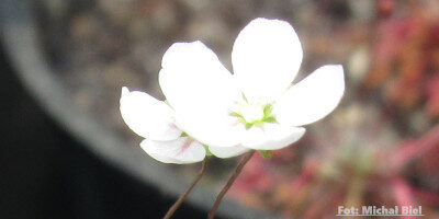Drosera occidentalis {Bermullah}