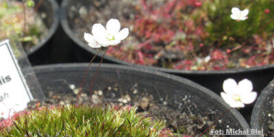 Drosera occidentalis {Bermullah}