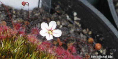 Drosera occidentalis {Bermullah}