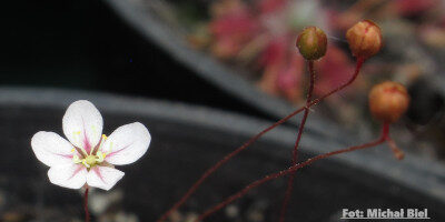 Drosera occidentalis {Bermullah}