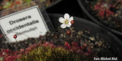 Drosera occidentalis {Bermullah}