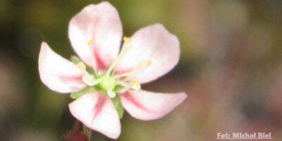 Drosera occidentalis {Cape Le Grande}